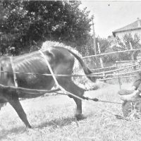 Silvestre Rovira a l'era de Ponsferrer 1955